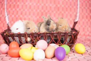 Pembe arka planda yeni doğmuş küçük bir tavşan ve renkli bir paskalya yumurtası.