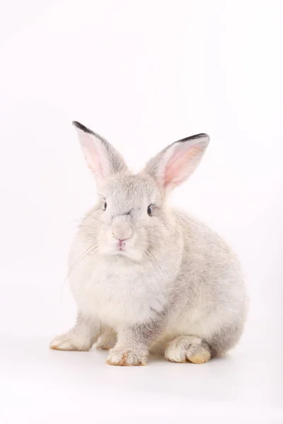 白色背景的灰兔子宝宝 可爱的灰兔子小动作 — 图库照片