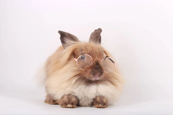 Kahverengi Küçük Tavşan Beyaz Arka Planda Sevimli Genç Tavşan — Stok fotoğraf