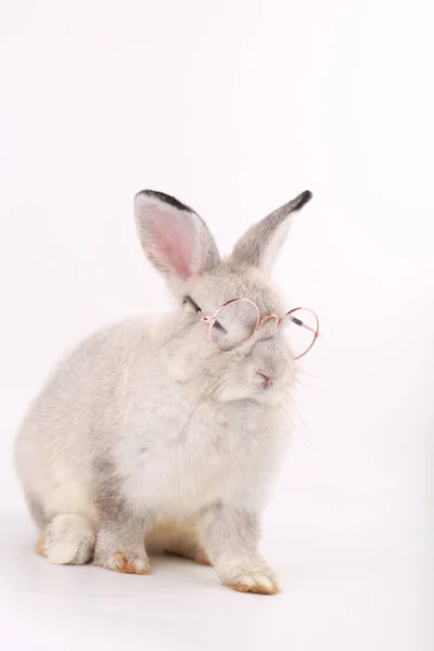 クリアメガネのグレーのウサギ 白い背景に赤ちゃんグレーウサギ — ストック写真