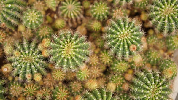 Cactus Plantes Dessert Nombreux Types Formes Avec Elle Aiguille Comme — Photo