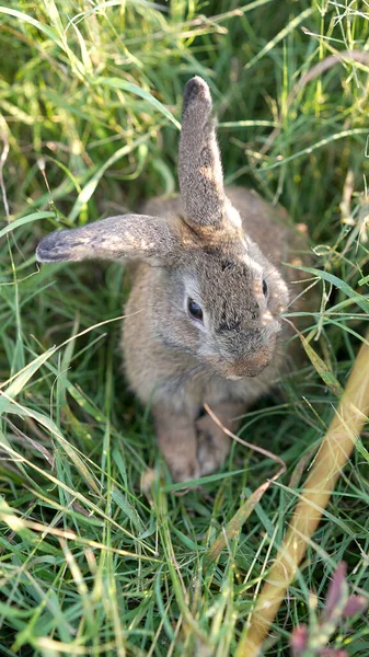 Rabbit in green field and farm way. Lovely and lively bunny in nature with happiness. Young rabbit in forest.