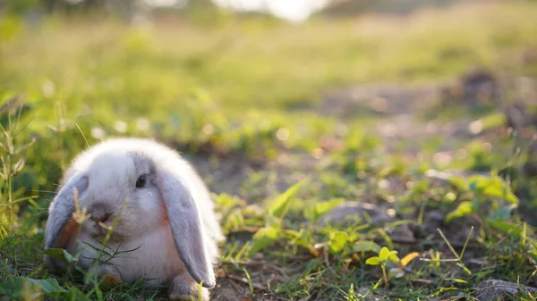 Rabbit in green field and farm way. Lovely and lively bunny in nature with happiness. Young rabbit in forest.