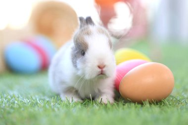 Yeşil çimlerin üzerinde oturan sevimli ve sevimli tavşan. Küçük ve genç tavşancık sevimli tüylü bir evcil hayvan. Sarı arka planda Paskalya konsepti, yumurta ve çimen doğa arka planı olarak Bokeh ile