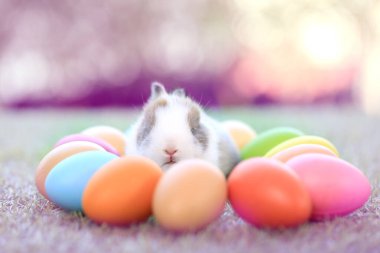 Yeşil çimlerin üzerinde oturan sevimli ve sevimli tavşan. Küçük ve genç tavşancık sevimli tüylü bir evcil hayvan. Sarı arka planda Paskalya konsepti, yumurta ve çimen doğa arka planı olarak Bokeh ile