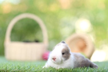 Yeşil çimlerin üzerinde oturan sevimli ve sevimli tavşan. Küçük ve genç tavşancık sevimli tüylü bir evcil hayvan. Sarı arka planda Paskalya konsepti, yumurta ve çimen doğa arka planı olarak Bokeh ile