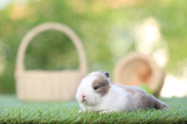 Yeşil çimlerin üzerinde oturan sevimli ve sevimli tavşan. Küçük ve genç tavşancık sevimli tüylü bir evcil hayvan. Sarı arka planda Paskalya konsepti, yumurta ve çimen doğa arka planı olarak Bokeh ile