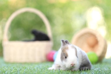 Yeşil çimlerin üzerinde oturan sevimli ve sevimli tavşan. Küçük ve genç tavşancık sevimli tüylü bir evcil hayvan. Sarı arka planda Paskalya konsepti, yumurta ve çimen doğa arka planı olarak Bokeh ile