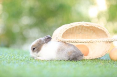 Yeşil çimlerin üzerinde oturan sevimli ve sevimli tavşan. Küçük ve genç tavşancık sevimli tüylü bir evcil hayvan. Sarı arka planda Paskalya konsepti, yumurta ve çimen doğa arka planı olarak Bokeh ile