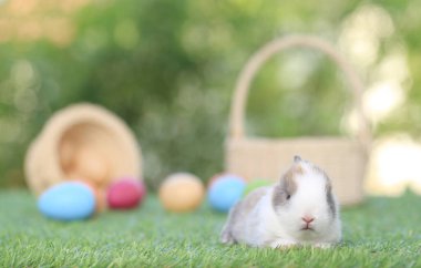 Yeşil çimlerin üzerinde oturan sevimli ve sevimli tavşan. Küçük ve genç tavşancık sevimli tüylü bir evcil hayvan. Sarı arka planda Paskalya konsepti, yumurta ve çimen doğa arka planı olarak Bokeh ile