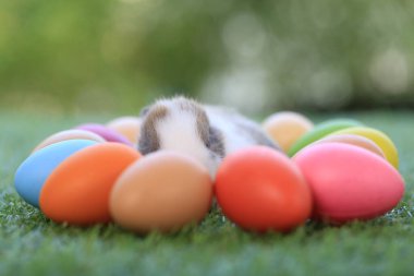 Yeşil çimlerin üzerinde oturan sevimli ve sevimli tavşan. Küçük ve genç tavşancık sevimli tüylü bir evcil hayvan. Sarı arka planda Paskalya konsepti, yumurta ve çimen doğa arka planı olarak Bokeh ile