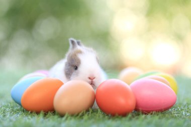 Yeşil çimlerin üzerinde oturan sevimli ve sevimli tavşan. Küçük ve genç tavşancık sevimli tüylü bir evcil hayvan. Sarı arka planda Paskalya konsepti, yumurta ve çimen doğa arka planı olarak Bokeh ile