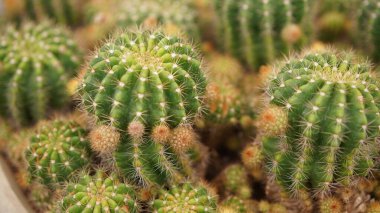 Kaktüs, pek çok çeşit tatlı bitkisi ve yaprak gibi iğnesi var. Tencere ve bahçedeki çeşitli kaktüsler. Sulu bitkiler kuru alanda yetişir.