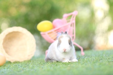 Yeşil çimlerin üzerinde oturan sevimli ve sevimli tavşan. Küçük ve genç tavşancık sevimli tüylü bir evcil hayvan. Sarı arka planda Paskalya konsepti, yumurta ve çimen doğa arka planı olarak Bokeh ile