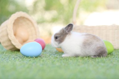 Yeşil çimlerin üzerinde oturan sevimli ve sevimli tavşan. Küçük ve genç tavşancık sevimli tüylü bir evcil hayvan. Sarı arka planda Paskalya konsepti, yumurta ve çimen doğa arka planı olarak Bokeh ile