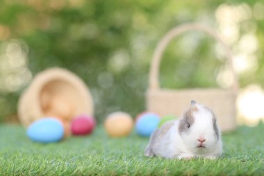 Yeşil çimlerin üzerinde oturan sevimli ve sevimli tavşan. Küçük ve genç tavşancık sevimli tüylü bir evcil hayvan. Sarı arka planda Paskalya konsepti, yumurta ve çimen doğa arka planı olarak Bokeh ile