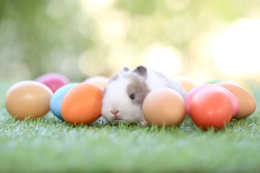 Yeşil çimlerin üzerinde oturan sevimli ve sevimli tavşan. Küçük ve genç tavşancık sevimli tüylü bir evcil hayvan. Sarı arka planda Paskalya konsepti, yumurta ve çimen doğa arka planı olarak Bokeh ile