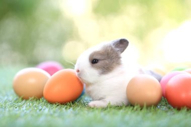 Yeşil çimlerin üzerinde oturan sevimli ve sevimli tavşan. Küçük ve genç tavşancık sevimli tüylü bir evcil hayvan. Sarı arka planda Paskalya konsepti, yumurta ve çimen doğa arka planı olarak Bokeh ile