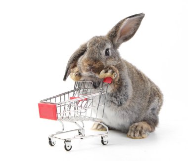 Young adorable bunny sits on white background. Cute baby rabbit for Easter and new born celebretion.  2 months pet