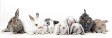 Young adorable bunny sits on white background. Cute baby rabbit for Easter and new born celebretion.  2 months pet