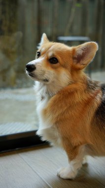Corgi modern evde. Pembroke Welsh Corgi, Galler 'in Pembrokeshire şehrinden. Galli Corgi veya Cardigan Galli Corgi, kuzey tükürük tipli köpeklerden gelir..