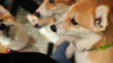 Corgi modern evde. Pembroke Welsh Corgi, Galler 'in Pembrokeshire şehrinden. Galli Corgi veya Cardigan Galli Corgi, kuzey tükürük tipli köpeklerden gelir..