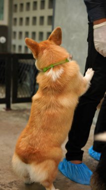 Corgi modern evde. Pembroke Welsh Corgi, Galler 'in Pembrokeshire şehrinden. Galli Corgi veya Cardigan Galli Corgi, kuzey tükürük tipli köpeklerden gelir..