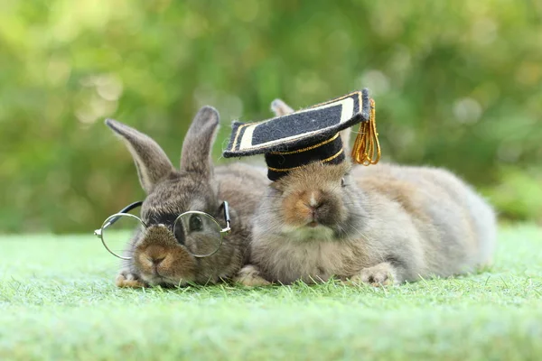 Graduation student rabbit with hat and cute litte rabbit wearing eyeglasses on green grass with natural bokeh. Young adorable bunnies in celebrating unprecedented school year student graduation. 2 months pet with hat as education children in graduati