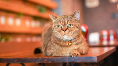 Kedi kafesinde ya da evcil hayvan restoranında kısa saçlı bir Amerikan kedisi. Kısa kulaklı ve sevecen hayvan dostu tüylü ev hayvanı..