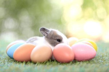Yeşil çimlerin üzerinde oturan sevimli ve sevimli tavşan. Küçük ve genç tavşancık sevimli tüylü bir evcil hayvan. Sarı arka planda Paskalya konsepti, yumurta ve çimen doğa arka planı olarak Bokeh ile