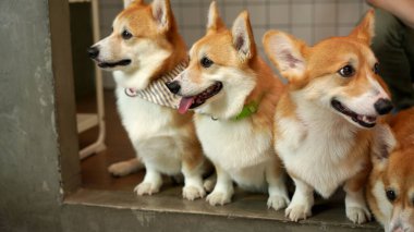 Corgi modern evde. Pembroke Welsh Corgi, Galler 'in Pembrokeshire şehrinden. Galli Corgi veya Cardigan Galli Corgi, kuzey tükürük tipli köpeklerden gelir..