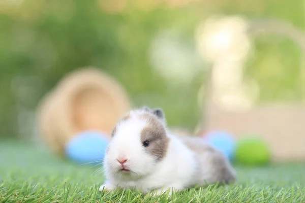 Baby Niedlich Und Entzückend Kaninchen Sitzt Auf Grünem Gras Das — Stockfoto