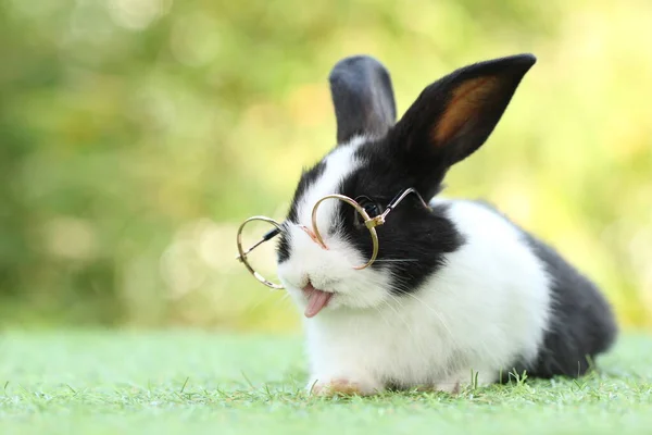 Studenten School Concept Met Schattig Konijntje Met Een Bril Groen — Stockfoto