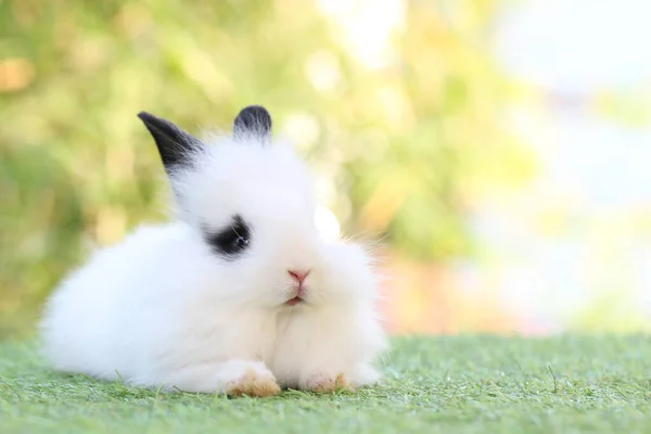 Lapin Litte Mignon Sur Herbe Verte Avec Bokeh Naturel Comme — Photo