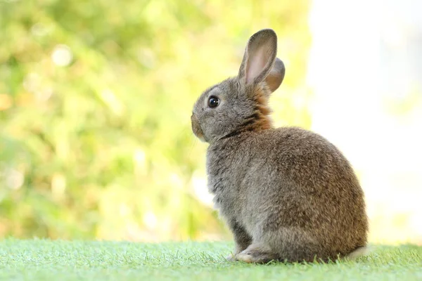 Cute Litte Rabbit Green Grass Natural Bokeh Background Young Adorable — Stock Photo, Image