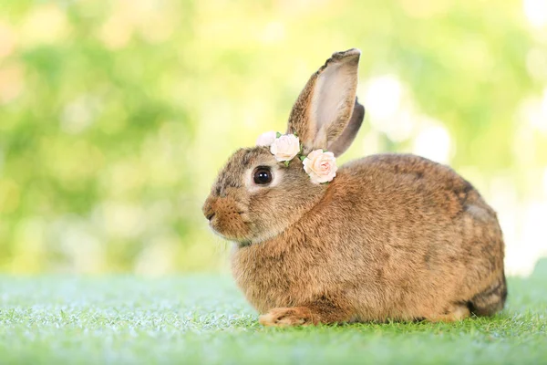 Conejo Adulto Sienta Graas Verdes Naturaleza Bokeh Como Fondo Precioso —  Fotos de Stock