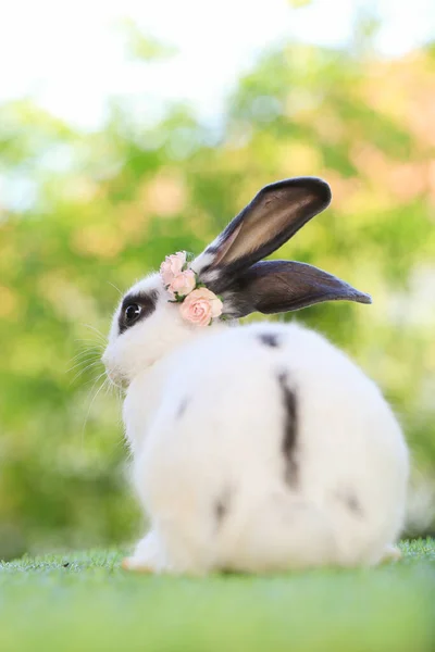 Erwachsene Kaninchen Sitzen Auf Grünen Gräsern Der Natur Bokeh Als — Stockfoto