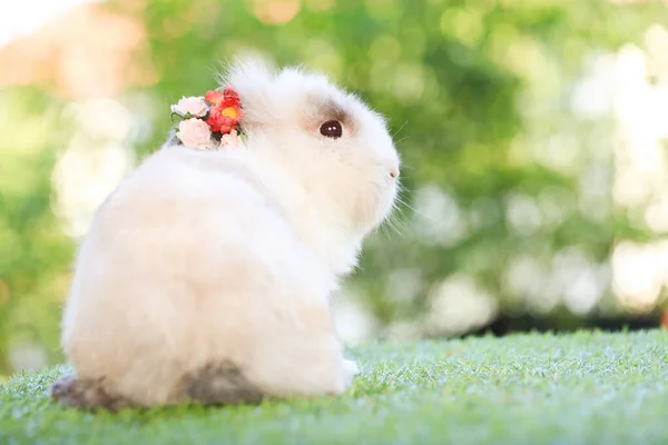 成年兔子坐在自然界中的绿豆上作为背景 可爱成熟的兔子头上戴着花环 可爱的宠物照片 — 图库照片