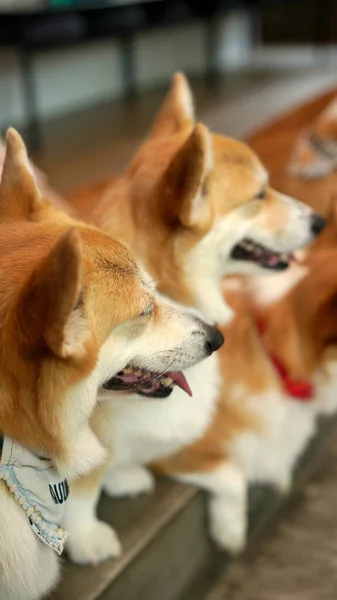 코르기 펨브로크 웨일스 Pembroke Welsh Corgi 웨일스의 페이지커 셔에서 유래되었다 — 스톡 사진