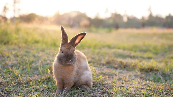 Rabbit Grass Field Nautre Bunny Play Lively Forest Sunset Safely — Stock Photo, Image