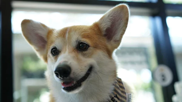 Κόργκι Στο Μοντέρνο Σπίτι Pembroke Welsh Corgi Από Pembroke Της — Φωτογραφία Αρχείου