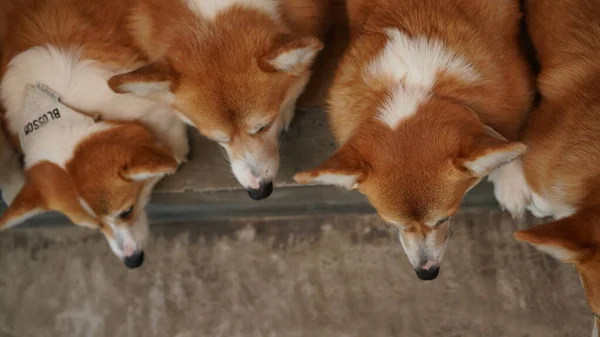 코르기 펨브로크 웨일스 Pembroke Welsh Corgi 웨일스의 페이지커 셔에서 유래되었다 — 스톡 사진