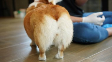 Corgi modern evde. Pembroke Welsh Corgi, Galler 'in Pembrokeshire şehrinden. Galli Corgi veya Cardigan Galli Corgi, kuzey tükürük tipli köpeklerden gelir..