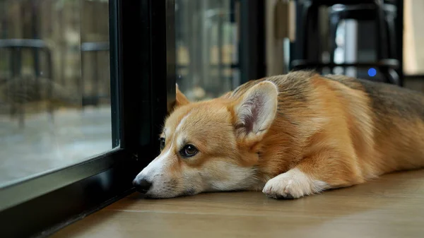 Corgi Casa Moderna Pembroke Welsh Corgi Originário Pembrokeshire País Gales — Fotografia de Stock