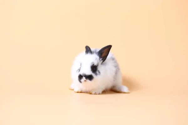 薄いオレンジの背景に愛らしい小さな赤ちゃんウサギ 若いかわいい赤ちゃんウサギが生き生きと座っている スタジオでのふわふわペット — ストック写真