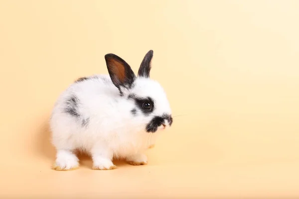 Adorabile Coniglietto Sfondo Arancione Chiaro Giovane Coniglietto Carino Sedersi Vivace — Foto Stock