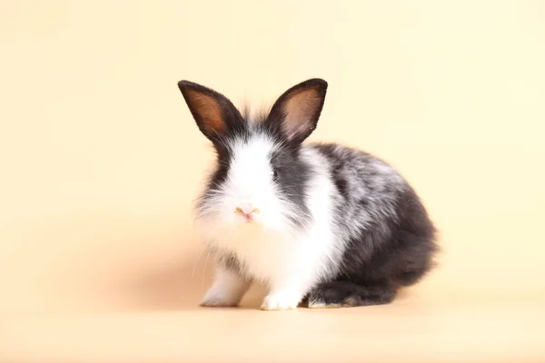 Adorable Conejito Bebé Sobre Fondo Naranja Claro Joven Lindo Bebé —  Fotos de Stock