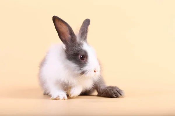 Adorável Coelhinho Bebê Fundo Laranja Claro Jovem Coelhinho Bonito Sentar — Fotografia de Stock