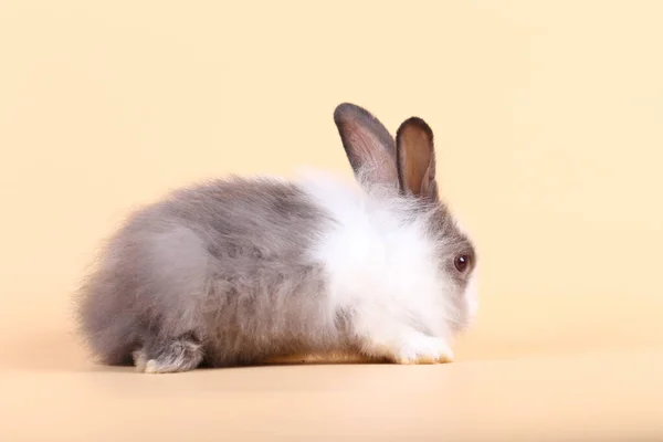 Rozkošný Malý Králík Světle Oranžovém Pozadí Mladý Roztomilý Králíček Sedí — Stock fotografie