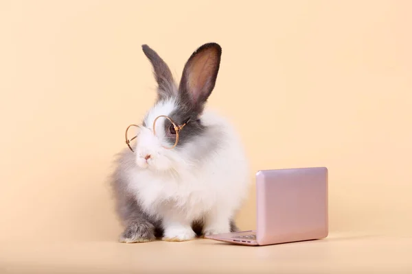 可爱的小兔子 背景为浅橙色 年轻可爱的小兔子活泼地坐着 工作室里的绒毛宠物 — 图库照片